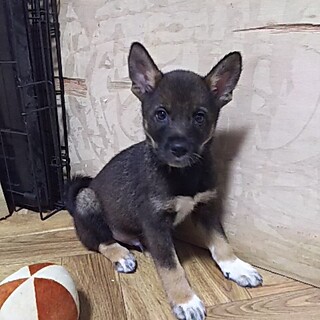 保健所救助犬！里親様緊急募集！！