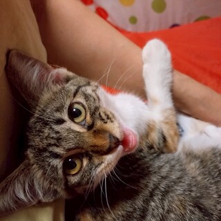 トライアル決定★お膝好き★ひらめちゃん★ツンデレ