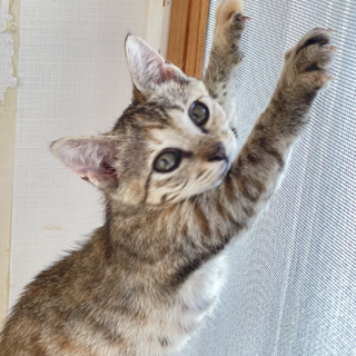 しっかり者のお姉ちゃん★ひとでちゃん★