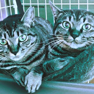 お口がかわいい☆シャー!のちゴロゴロ…キジトラ姉妹