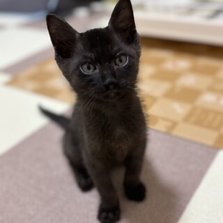 黒猫リクくん 里親様募集中」愛知県 - 猫の里親募集(521502
