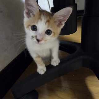 人懐こい三毛の子猫ちゃんです