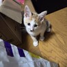 人懐こい三毛の子猫ちゃんです サムネイル2