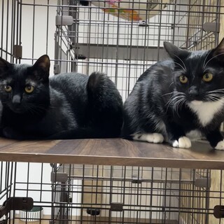 【お見合い歓迎]ドレミ♡うた