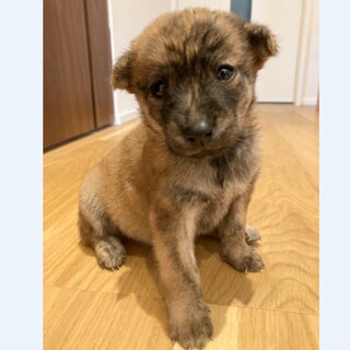 こぶりでブリンドル柄が可愛い「すもも」ちゃん