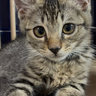 【かわいい】キジトラの仔猫です