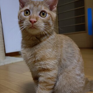 お留守番ができる人馴れ完璧ピョン吉です！