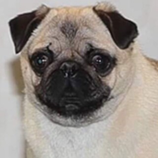 繁殖リタイヤ犬（パグ）７歳女の子