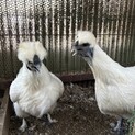 烏骨鶏（メス）2羽里親募集！
