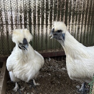 烏骨鶏（メス）2羽里親募集！