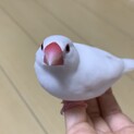 生後7ヶ月の手乗り文鳥(性別不明)