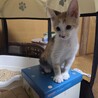 人懐こい三毛の子猫ちゃんです サムネイル3