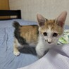 人懐こい三毛の子猫ちゃんです サムネイル4