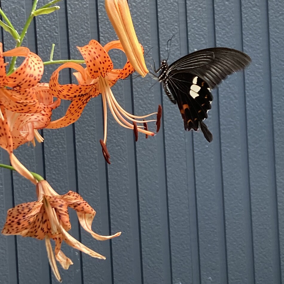 エリーのカバー写真