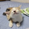 人懐こい三毛の子猫ちゃんです サムネイル5
