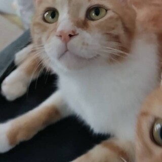 無から甘えん坊へ、おあげ♂2〜3歳