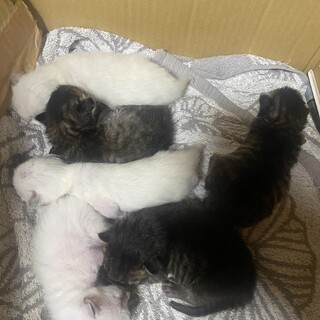 美猫6匹！！里親さん募集中（大分県）