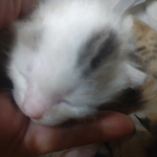 ２０２５／０７／１７生まれ