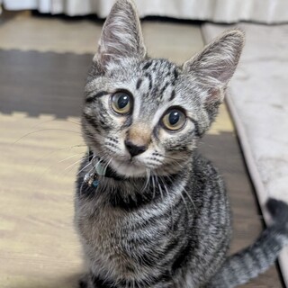 性格良し！イケニャンキジトラあきら