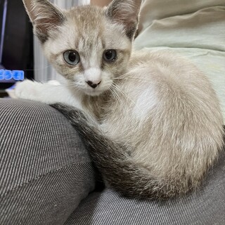 生後推定4ヶ月＊かわいい女の子＊