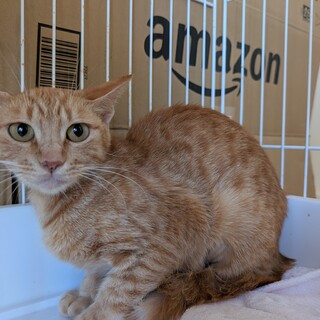 28日（月）リリース　ガリガリに痩せた女の子