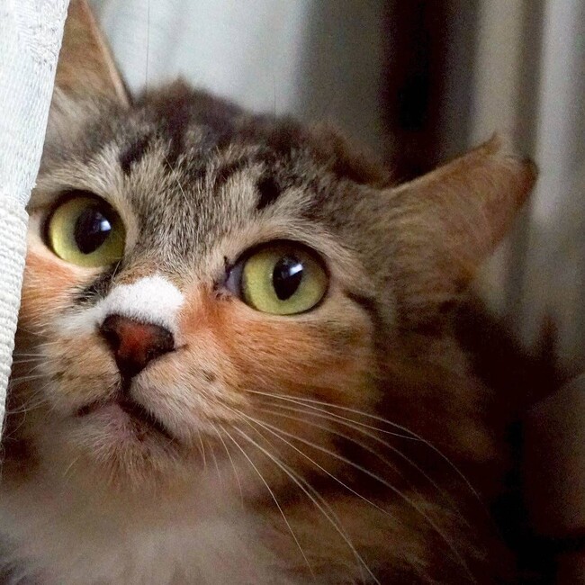 江別ねこ部のカバー写真