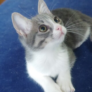 もも君里親さん募集一時停止