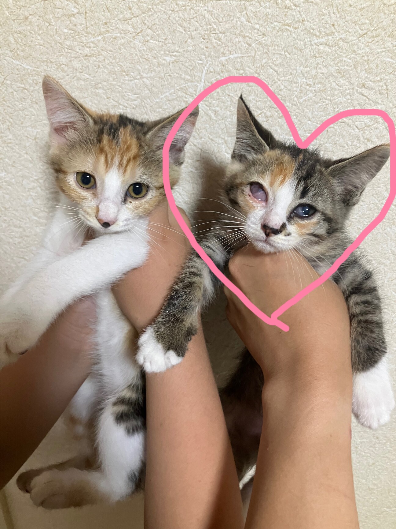 三毛猫仔猫（プロフ必読） 三毛猫仔猫（プロフ必読） 三毛猫仔猫（プロフ必読）様専用