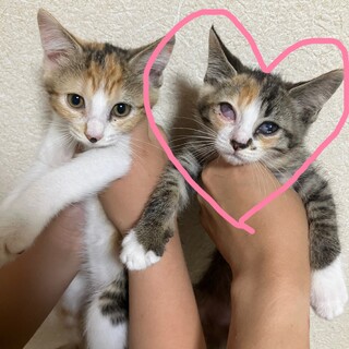 ライオンラビットの赤ちゃんです」東京都 - 小動物の里親募集