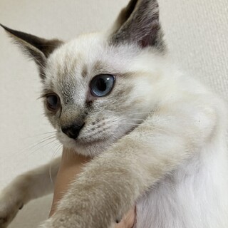 推定生後4ヶ月＊雄の白猫くん