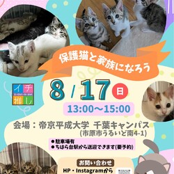 さくらねこDays 保護猫譲渡会