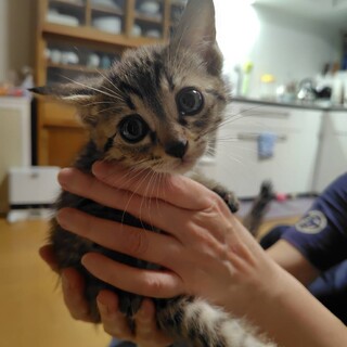 ベタ慣れ激カワあいりの家族になって下さい！