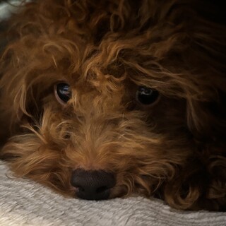 トイプードル 雄 6ヶ月