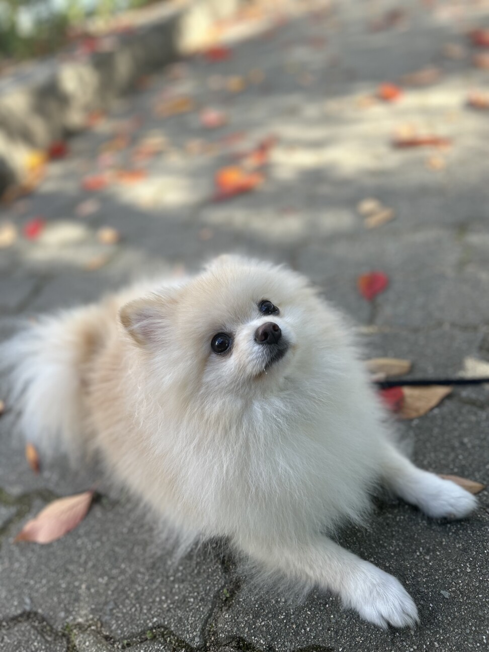 【めだかのビーンズ】小豆超新星　オス１メス２　NO.３ めだかのビーンズ小豆超新星 オス１メス２ NO.３