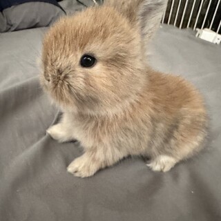 うさぎの赤ちゃん」京都府 - 小動物の里親募集(519093) :: ペットの