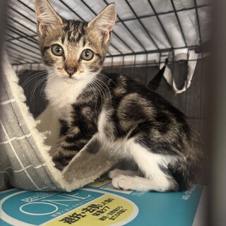 アメショー柄、うずらちゃん