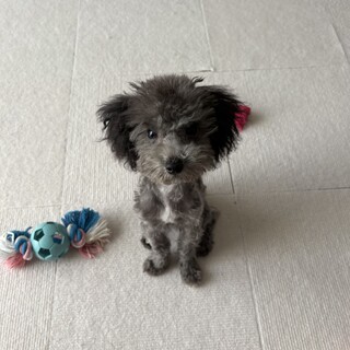 トイプードルの男の子