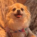 チワワ　女の子　大切に育ててくれる方を募集します！