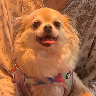 チワワ　女の子　大切に育ててくれる方を募集します！