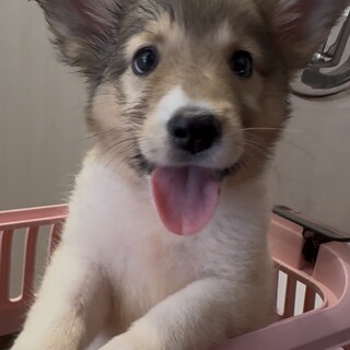 ジュン♂ 8/2譲渡会参加します。