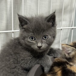 名古屋市緑区猫の譲渡会 サムネイル1