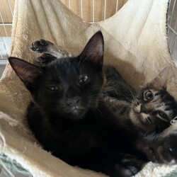 名古屋市緑区猫の譲渡会 サムネイル2