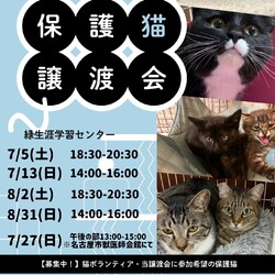 名古屋市緑区猫の譲渡会 サムネイル3