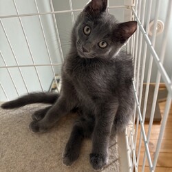 名古屋市緑区猫の譲渡会 サムネイル1