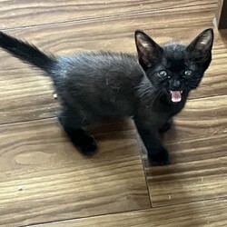 名古屋市緑区猫の譲渡会 サムネイル2