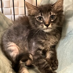 名古屋市緑区猫の譲渡会 サムネイル3