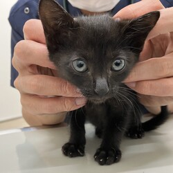 名古屋市緑区猫の譲渡会 サムネイル1