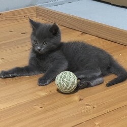 名古屋市緑区猫の譲渡会 サムネイル2