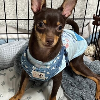 チワワ×ミニチュアピンシャー男の子