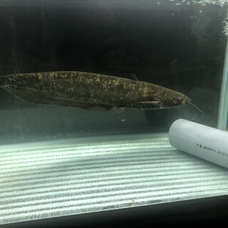 イワトコナマズ　3歳